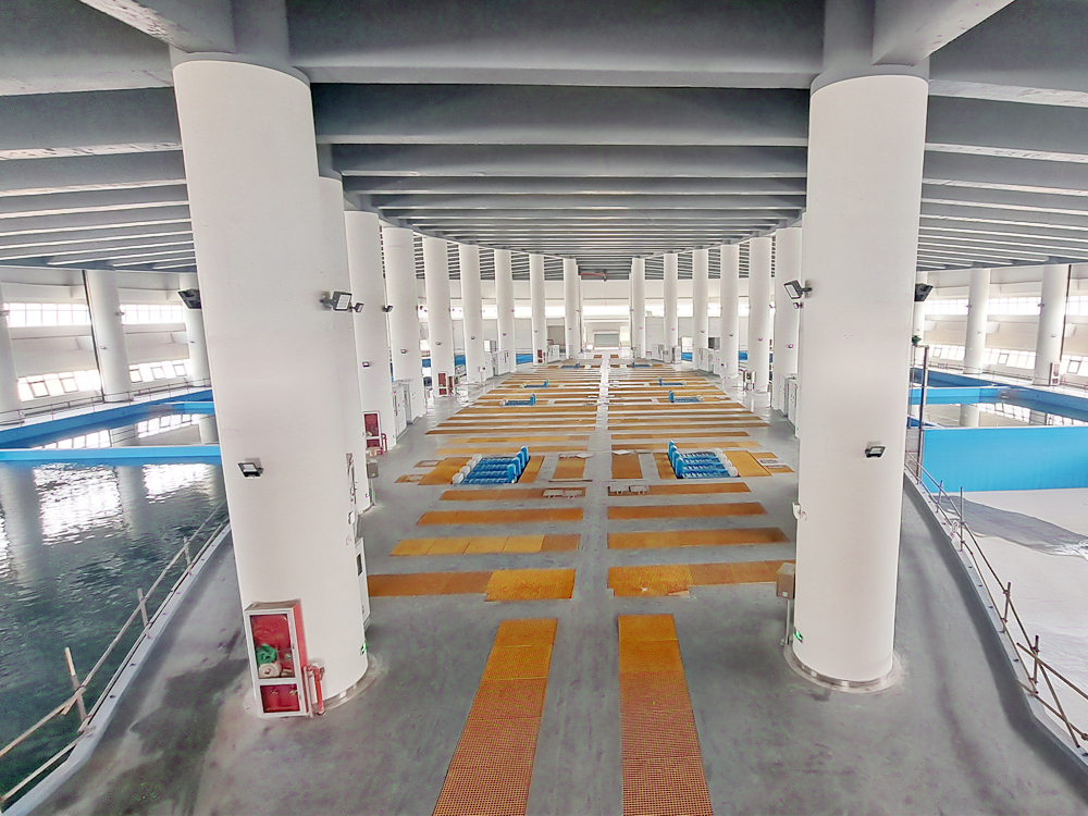 长江口中华鲟自然?；で? 中华鲟 - 淡水