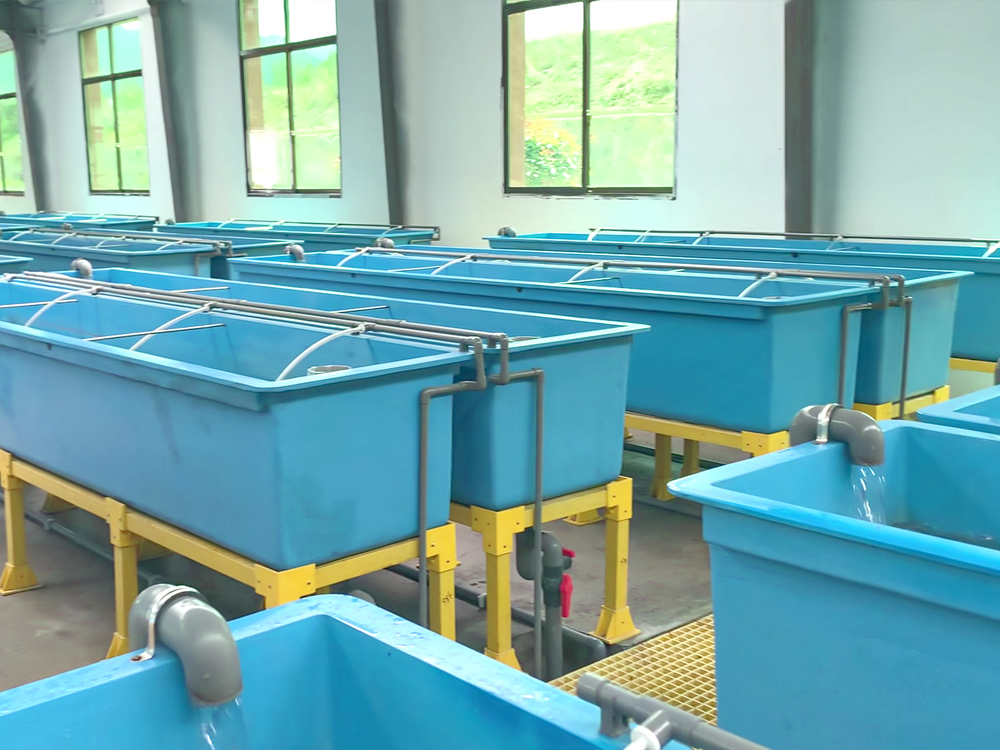 贵州三穗- 淡水鱼类 - 淡水