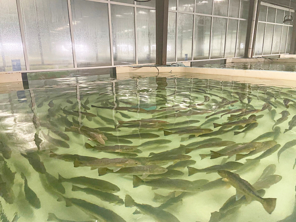 山东日照 - 石斑鱼类 - 海水