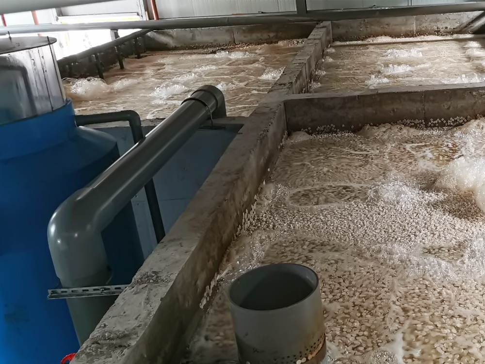 浙江舟山 - 南美白对虾 - 海水